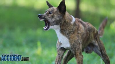 Content image for stockton dog bite lawyer