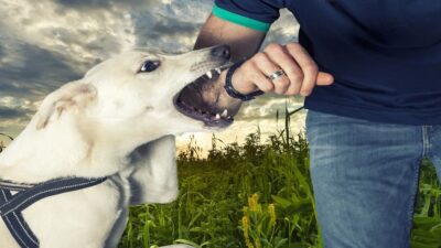 Content image for dog bite lawyer stockton