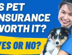 Featured image for is pets best pet insurance good