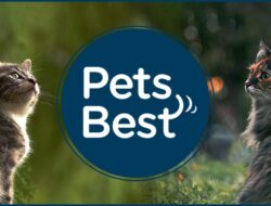 Featured image for pet insurance pets best