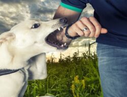 Featured image for stockton dog bite lawyer