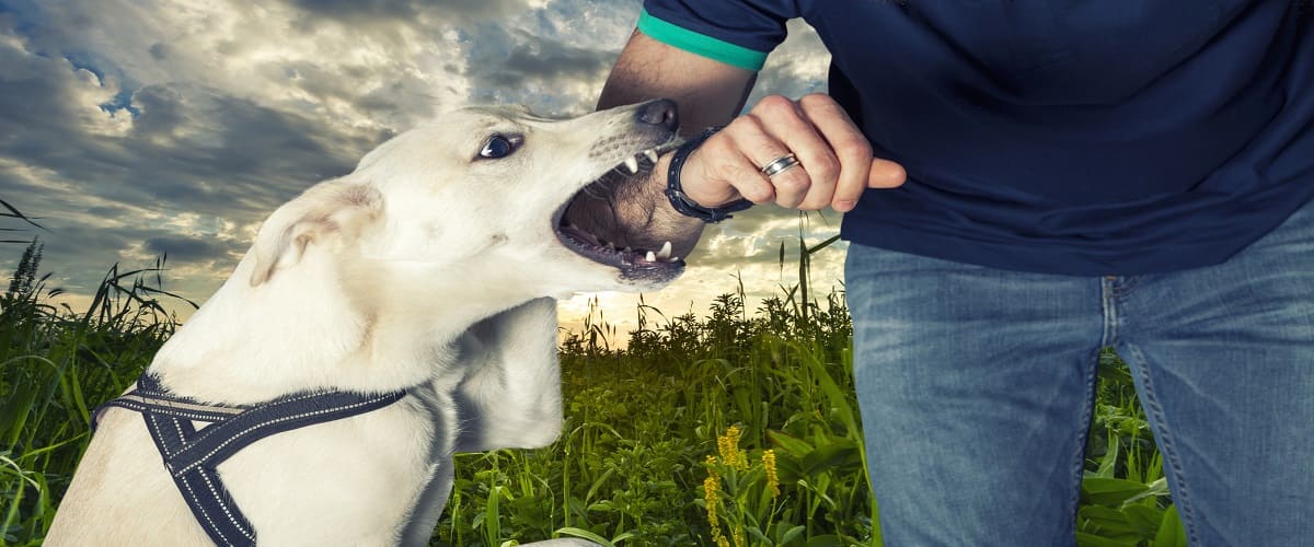 Featured image for stockton dog bite lawyer