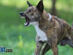 Featured image for dog bite lawyer stockton