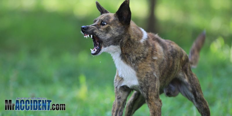 Featured image for dog bite lawyer stockton